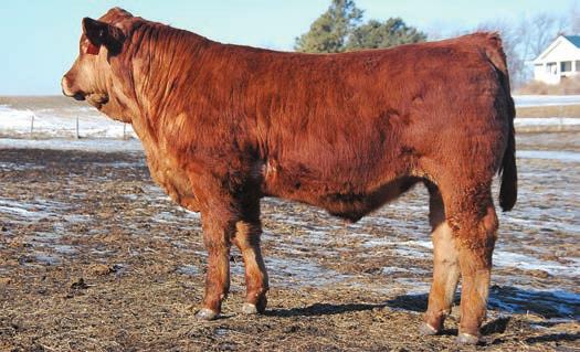 Lot 36 DOB: 4/28/2014 Polled Red (GV68.8, AN31.