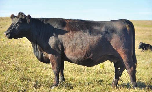 ANGUS Lot 40 DOB: 4/1/2014 Polled Black (AN) Sire: Mytty in focus Connealy in Focus Blinda of Conanga 004 Dam: Connealy Lead on Lagrand Erica Dianna 5151 papa Universe PCCI Mr In Focus 4053 ADJ 90