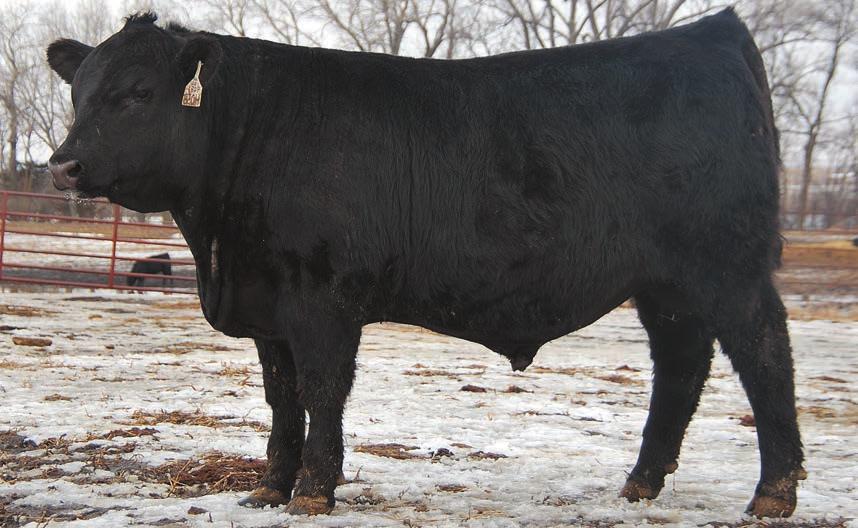 The result of a flush we did on a Connealy Lead On cow we bought from LaGrand Angus a few years back and Connealy In Focus 4. This was the only bull, but we did get some exceptional heifers.