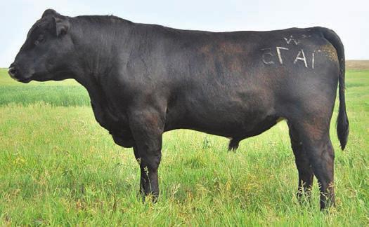 The mark of a really true breeding bull is his ability to sire offspring that are consistent in type and kind no matter the mating. M4 does that.