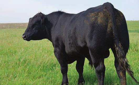 9 GEST D This bull has a killer look, along with the natural thickness and performance so valued in today s industry. This bull is one of the soundest, square hipped, correct made bulls we have owned.