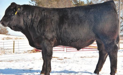 24 4001B is a longer aged bull that weighed 78lbs at birth and 1120lbs on the 19th of January with a WDA of 3.83.