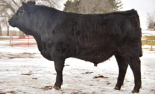 91 FAT 0.45 Another double bred Connealy bull that spreads the birth to growth curve and has one of the top Feeder Profit Indexes in this offering.