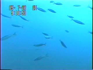 Difference of fish behavior associated with drifting