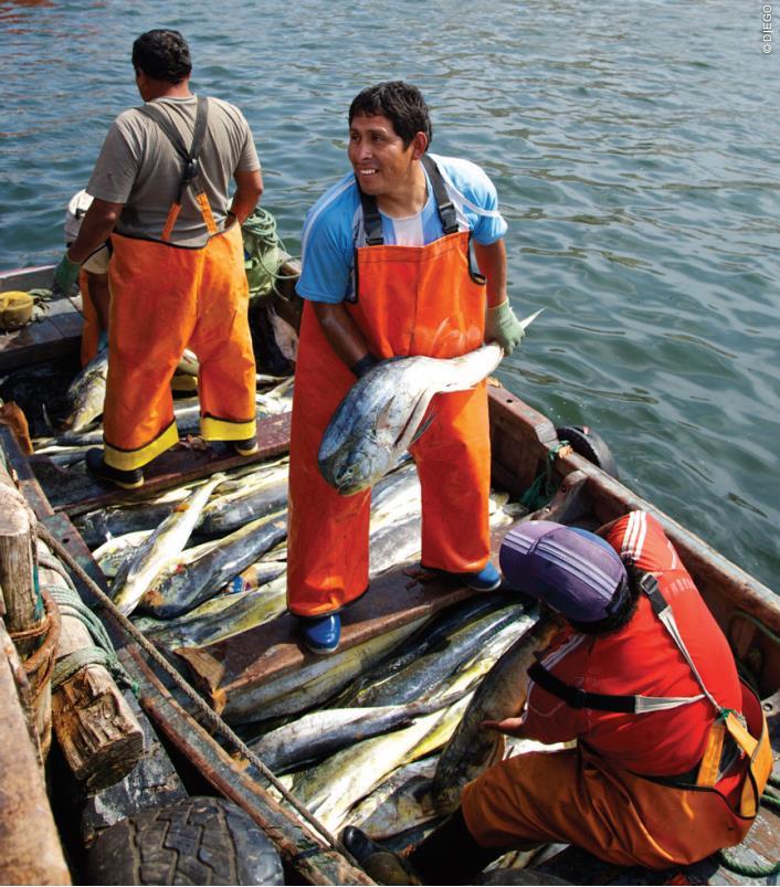 Dorado: Peruvian artisanal fishery Seasonal fishery: Mainly in spring and summer (austral),