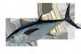 swordfish market Incidental