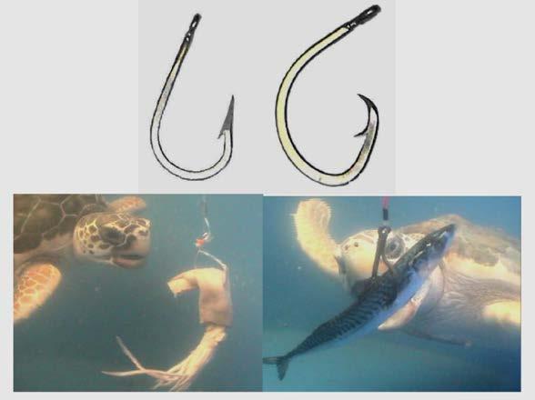 Example 2 The tuna longliner using circle hooks on some sets On the same day, the same tuna longliner targets yellowfin tuna on the same fishing grounds They also use the same fishing gear, but they