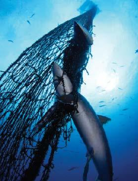 Example 4 The FAD-free purse seiner that also fishes on FADs On the