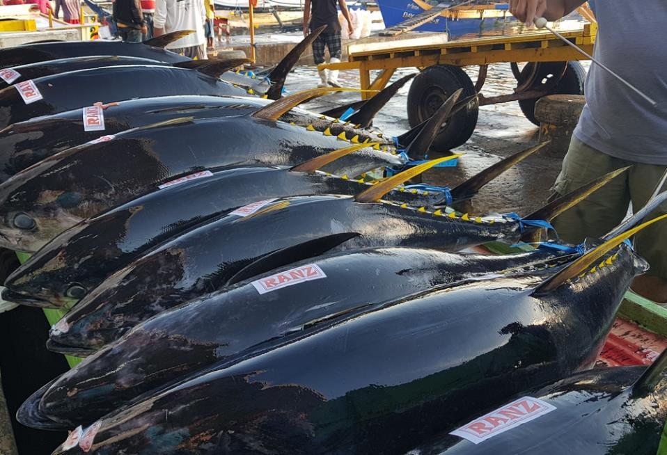 For tuna fishing the FAO recognises the following fishing methods/techniques: 1. Industrial tuna longlining 2. Tuna drifting gillnet 3. Tuna handlining 4.