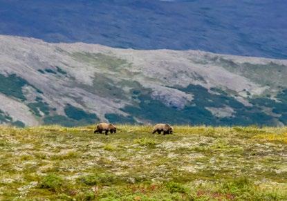 Rafting down river through the alpine hills and diminutive canyons and bluff sections angler Steve Kurian spotted a bull Caribou as it crested a ridge to the south.