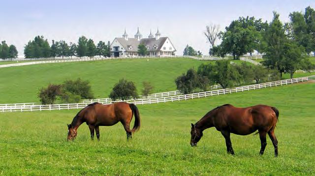 Proper9es with horses ProperGes with horses in the area total 1.8 million acres (763,900 hectares) including 487,000 acres for horse turnout Horses are valuable animals.