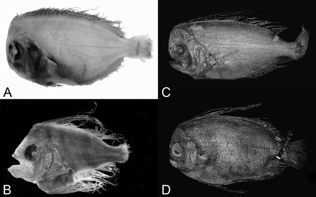 426 Copeia 2013, No. 3 Fig. 6. (A) Caristius digitus, new species, AMS I.20316-038, holotype, 90 mm SL; (B) C. fasciatus, MCZ 32120, lectotype, 36 mm SL; (C) C.