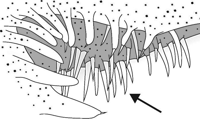 Stevenson and Kenaley Partial revision of Caristiidae 427 Platyberyx groenlandicus. Post, 1990:765. Trunov, 1999:495. Møller et al., 2010:58. Caristius fasciatus. Hartel and Triant, 1998:746.