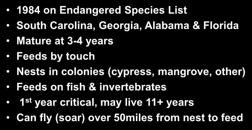 Stork Overview 1984 on Endangered Species List South Carolina, Georgia, Alabama & Florida Mature at 3-4 years Feeds by touch Nests in