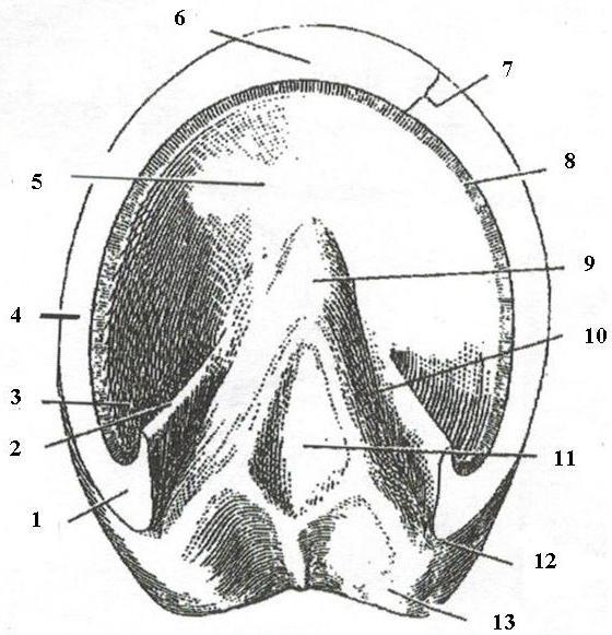 PRESSURE POINTS: Name the seven (7) pressure points indicated in the above diagram. 1. 2. 3. 4. 5. 6. 7. HOOF CARE Farrier s Name: Phone # How often do you get your horse or pony s hooves trimmed?