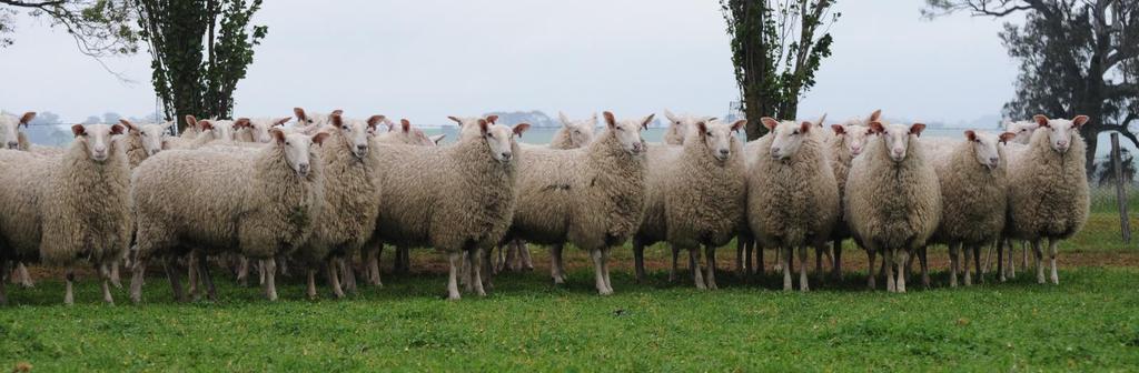 EAST FRIESIAN/BORDER LEICESTER (July/August Drop) East Friesian/Border yearling ewes, high fertility, huge growth and a great fleece.