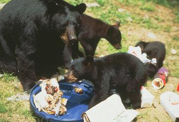 Bears raid campsites for food. But then the scared hikers stopped running and froze. The bear stopped, too. The bear did not want to hurt the hikers. He just wanted to scare them away from his food.