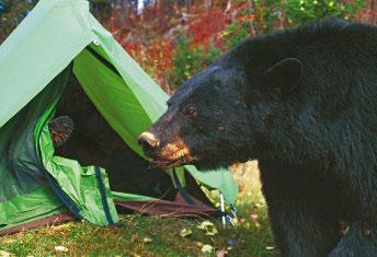 Getting close to a bear in the wild makes most people frantic with fear. There are good reasons. Bears can easily hurt or kill a person. But black bear attacks are rare.