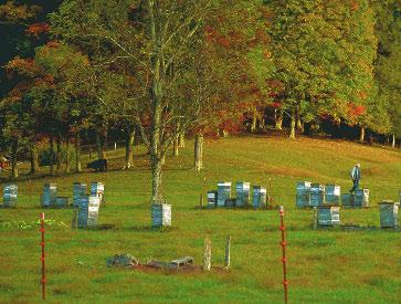 Beekeepers use wire fences to keep bears away. Black bears have a good sense of smell.