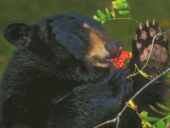 In the fall, bears will walk for miles to find as much food as possible. At this time of year, a bear may eat 20,000 calories every day. That s about as much as 42 hamburgers!