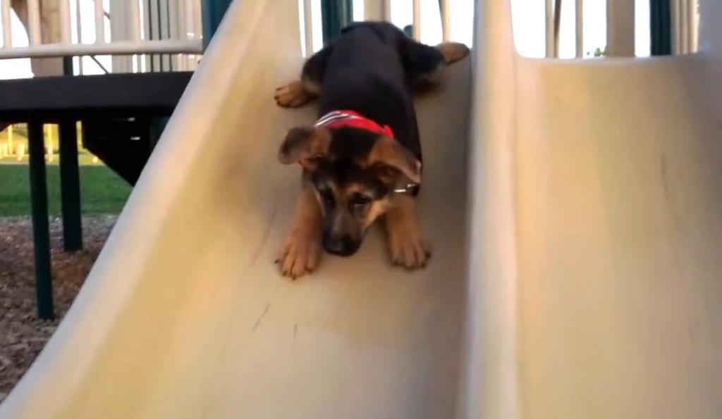 FORCES ON AN INCLINE (friction) A 10kg puppy slides down a 30 o slide that has a coefficient of kinetic friction, µ k =.