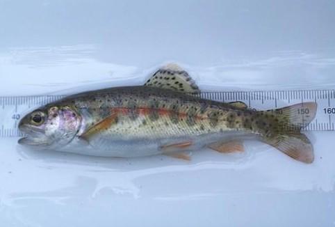 Schmidt MN DNR) rainbow trout juvenile
