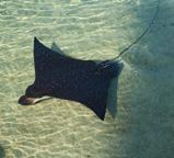 Catch and Release Hualālai Fishing Try your luck battling and landing elusive hard fighting Hawaiian game fish (Awa