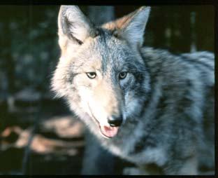 3 and coyote (pronounced ky-o-tee ) is a Spanish modification of the Aztec word coyotl.