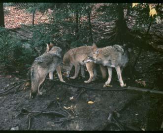 4 Behavior Coyotes are shy and secretive animals. In proximity to humans coyotes tend to be mostly nocturnal but may also be active during early morning and sunset.