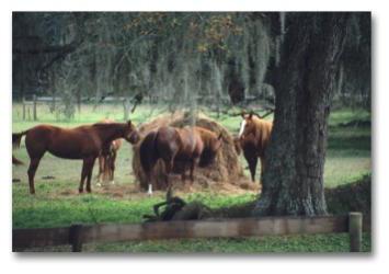 The family-owned and operated Barthle Brothers Ranch of San Antonio, Florida, was formed in the 1930s by businessman J.A. Barthle. His sons, Joseph and Albert, from whom the ranch takes its name, carried on their father s work.