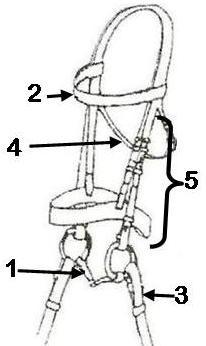 RIDING EQUIPMENT Locate and identify the 5 parts of EACH bridle.