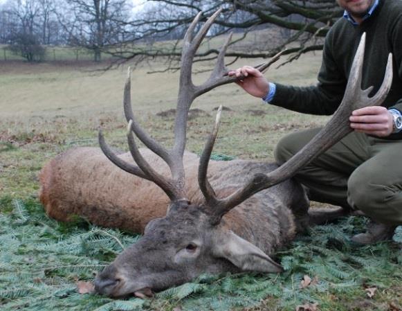 RED DEER PRICE LIST Fawn: 60 Hind: 75 Stag with trophy up to 110 CIC Points: 320 110,01-130,00 ( - 2,1 kg): 500 130,01-140,00 (3,0-4,0 kg): 700 140,01-150,00 (3,3 4,3 kg): 890 150,01-155,00 (4,0-4,4