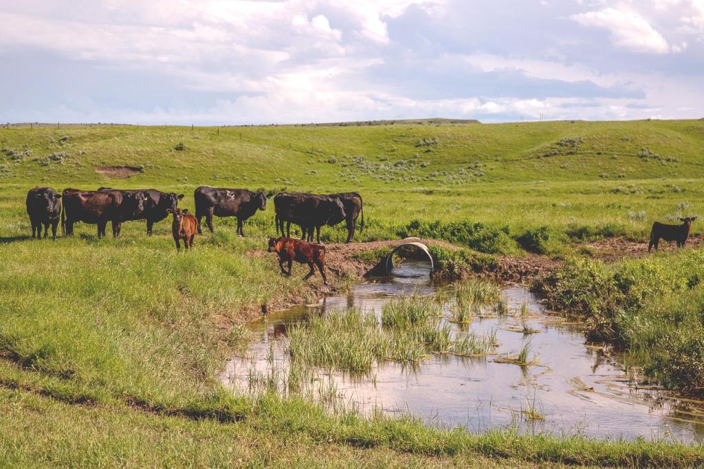 Water Flowing From Improved Spring These cows are standing along side one of the improved springs located in the southwest end of the ranch.