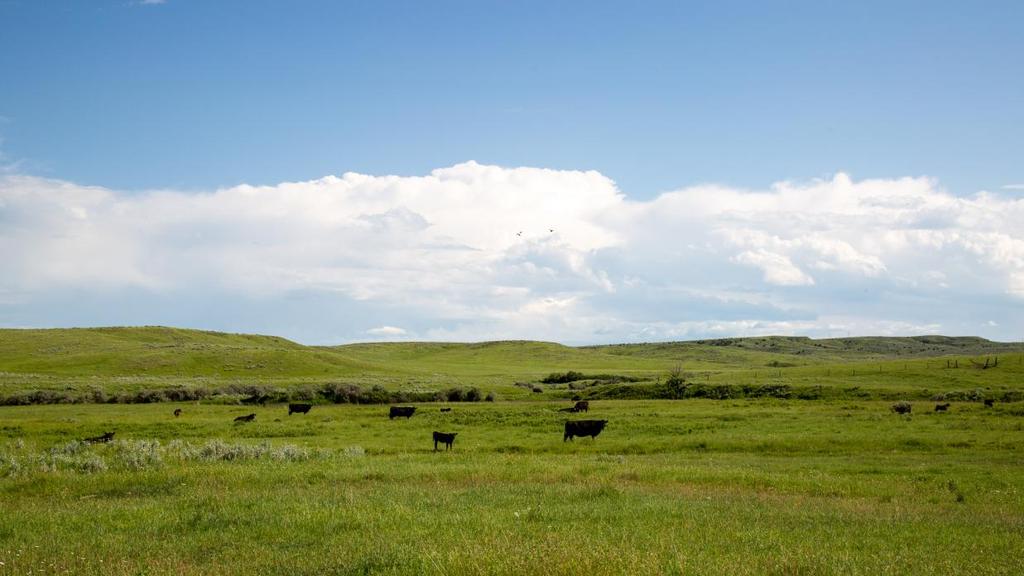 INTRODUCTION Shoulder Blade Creek Ranch is for the true cattleman who s looking for a solid investment that produces beef year after year after year.