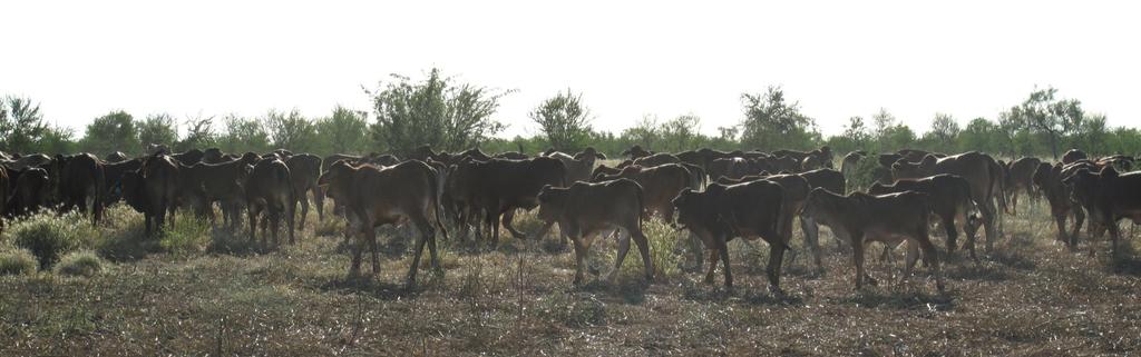 Breeding poll cattle: the alternative to dehorning John Henshall