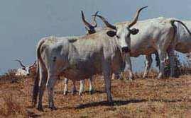 group of cattle similar