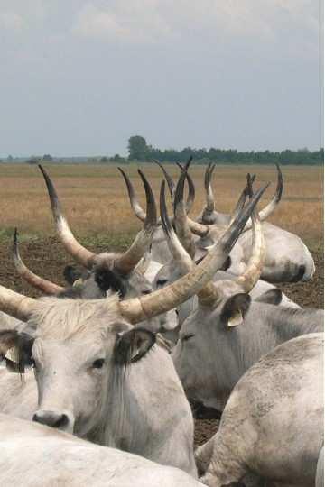 Existence of long horned cattle in Latium reported since Roman times (ancestors of the Maremmana?).