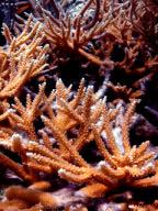 the first species of coral