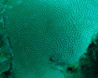 star coral ( Montastrea Annularis) is