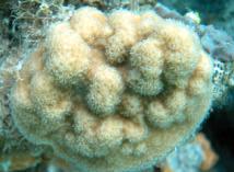 first species of coral to show signs of