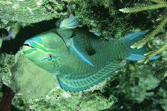 Parrtofish Initial