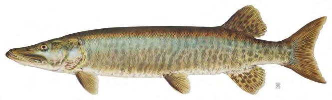 PIT Tag Receivers, Radio Telemetry, and Fish Behavior - Muskellunge,