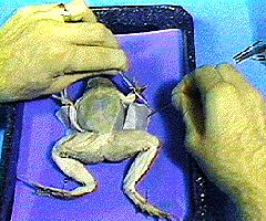 FROG DISSECTION LAB 100 points possible Purpose: The purpose of this lab is to enhance lab performance skills, develop dissection techniques, and compare and contrast the digestive system of a frog