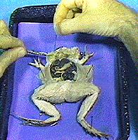 Follow instructions on the Frog External Anatomy Sheet to make observations. PART 2 INITIAL DISSECTION (See images below) 3. Place the frog on dissection tray (with belly facing up). 4.