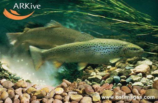 Fisheries management perspective Populations of brown trout have