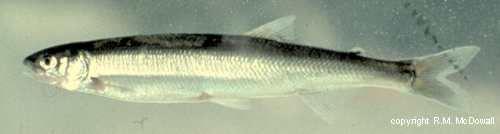 Invasive salmonids: : a threat to native biodiversity?