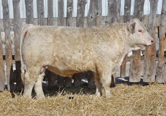 Steppler Marcus 109Y Polled PMC337112 DSY 109Y 17 January