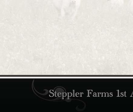 SPARROWS SANTIAGO 333N(P) STEPPLER WHITE ARROW119S STEPPLER