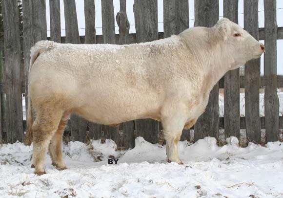 Sparrows Oakridge 66R Polled PMC300082 SB 66R 8 January 2005 HFCC PLD EVOLUTION 5L (P) SVY FREEDOM PLD 307N (P) SVY PURRFECT 184l (P) SPARROWS ADVANTAGE