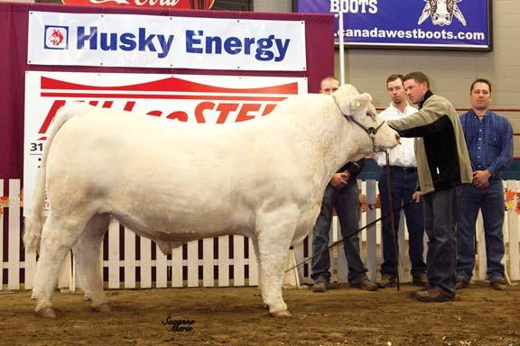 With Seminole, we won 2010 Supreme Champion Bull at MLE in 2010 as well as winning Grand Champion Charolais bull the same year.